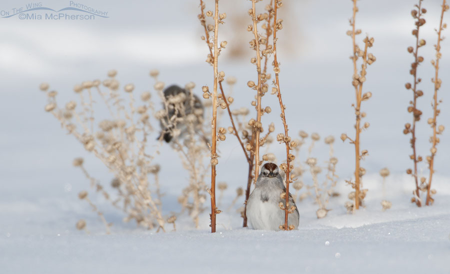 American Tree Sparrow sitting in snow, Antelope Island State Park, Davis County, Utah