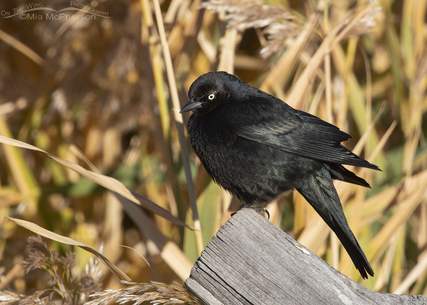 Male Brewer's Blackbird plus the colors of fall, Farmington Bay Waterfowl Management Area, Davis County, Utah