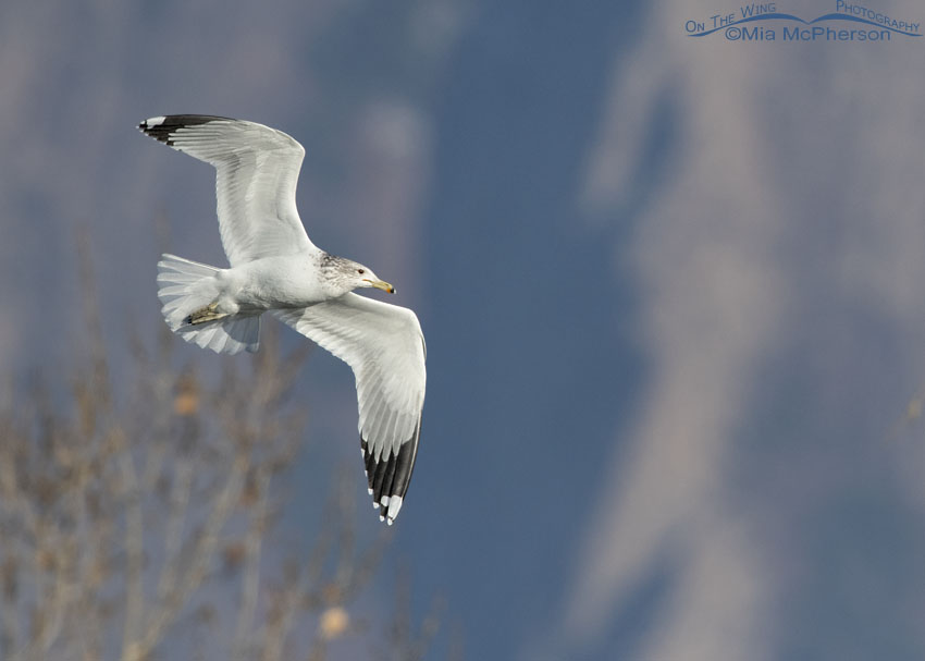 California Gull flying in front of the Wasatch Mountains, Salt Lake County, Utah