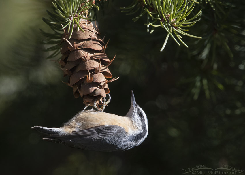 Red-breasted Nuthatch hanging onto a Douglas Fir cone, Stansbury Mountains, West Desert, Tooele County, Utah