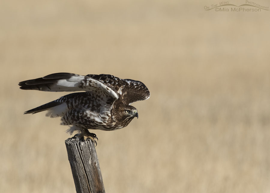Immature Red-tailed Hawk crouching prior to lift off, East Canyon State Park, Wasatch Mountains, Morgan County, Utah