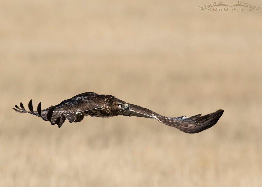 Immature Red-tailed Hawk in flight at East Canyon State Park, Wasatch Mountains, Morgan County, Utah
