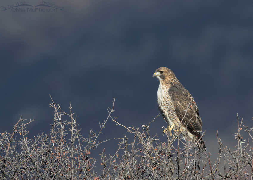 Red-tailed Hawk in sunshine with mountains in the shadows, Wasatch Mountains, Morgan County, Utah