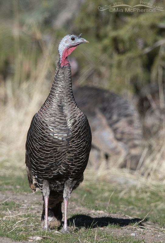 Wild Turkey standing at attention, Stansbury Mountains, West Desert, Tooele County, Utah