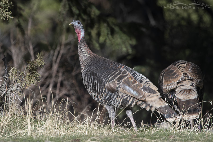 Wary Wild Turkey, Stansbury Mountains, West Desert, Tooele County, Utah