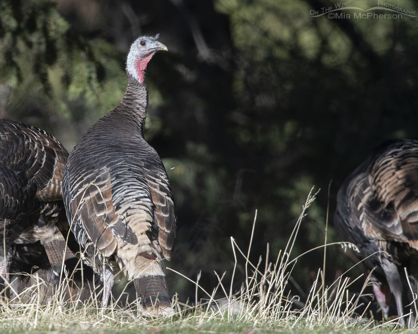 An over the shoulder look from a Wild Turkey, Stansbury Mountains, West Desert, Tooele County, Utah