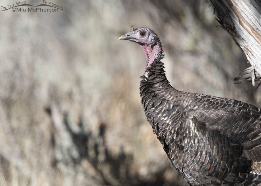 Wild Turkey close up, Stansbury Mountains, West Desert, Tooele County, Utah