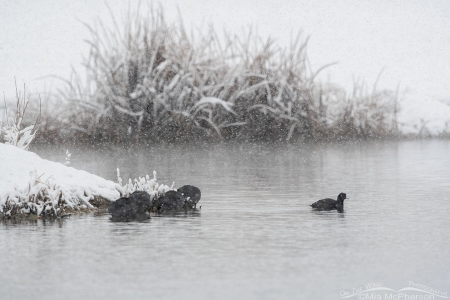 American Coots in a snow storm, Salt Lake County, Utah