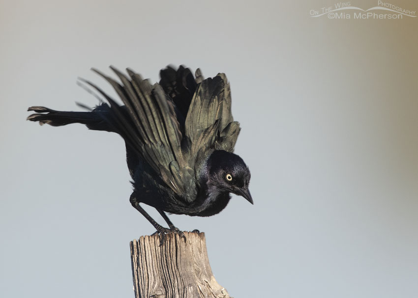 Shaking male Brewer's Blackbird in Davis County, Farmington Bay Waterfowl Management Area, Utah