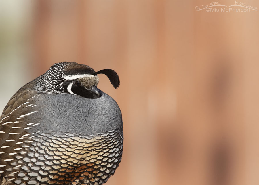 Male California Quail Close Up - Seeing And Appreciating The Fine Feather  Details - Mia McPherson's On The Wing Photography
