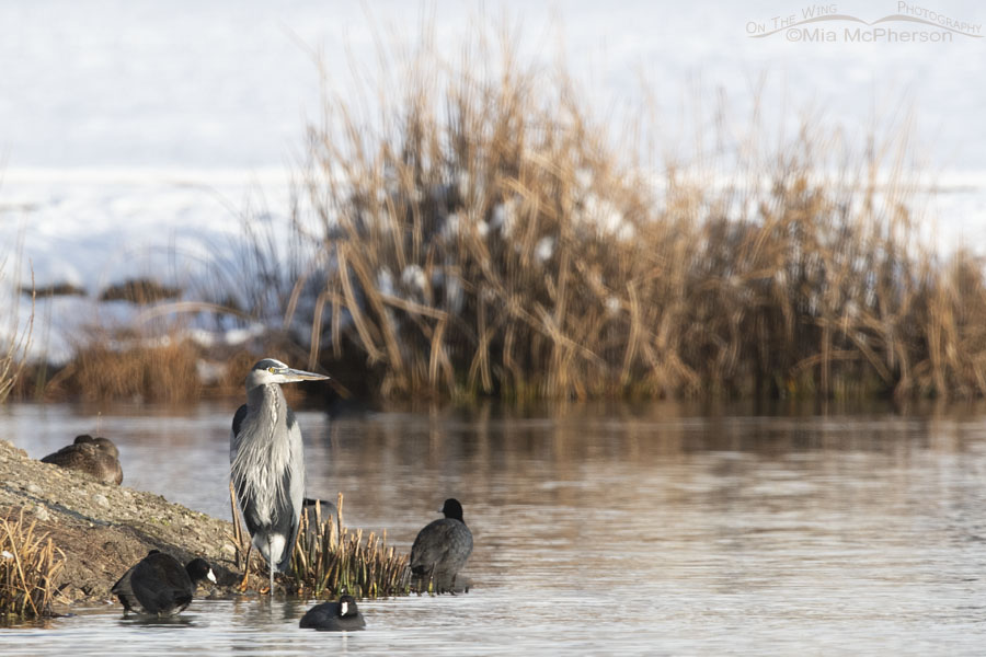 Resting Great Blue Heron with American Coots, Salt Lake County, Utah
