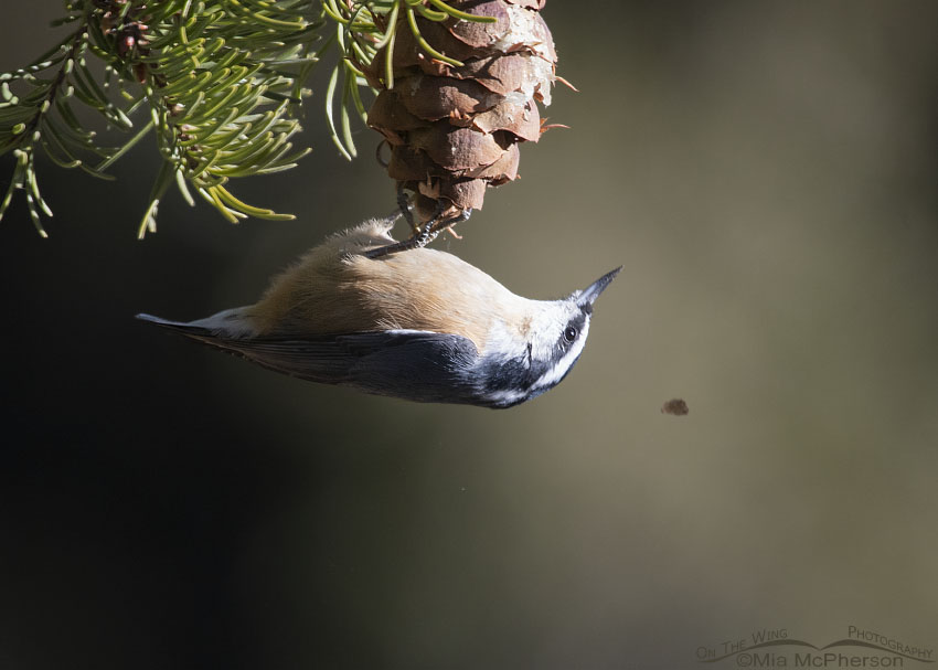 Red-breasted Nuthatch feeding in firs, Stansbury Mountains, West Desert, Tooele County, Utah
