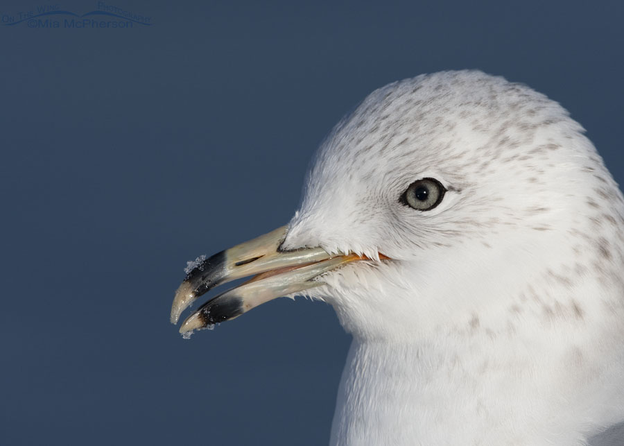 Ring-billed Gull with snow on its bill, Salt Lake County, Utah