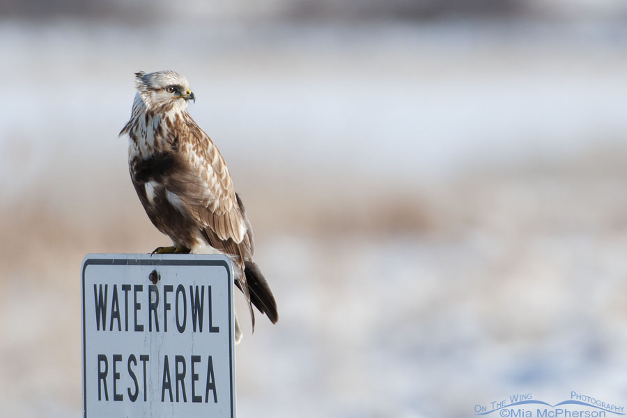 Rough-legged Hawk perched on a Waterfowl Rest Area sign, Farmington Bay WMA, Davis County, Utah