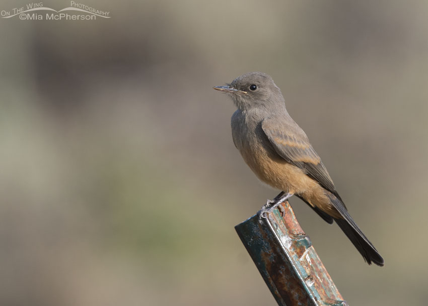 Perched immature Say's Phoebe, Wasatch Mountains, Summit County, Utah