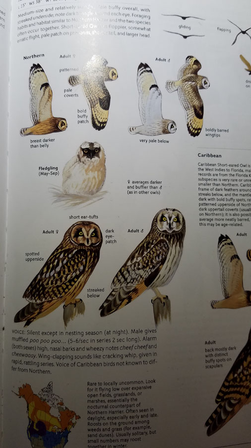 Sibley's Guide, Short-eared Owls