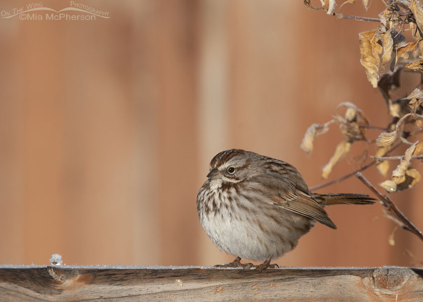 Puffed up Song Sparrow on a frosty fence rail, Davis County, Utah