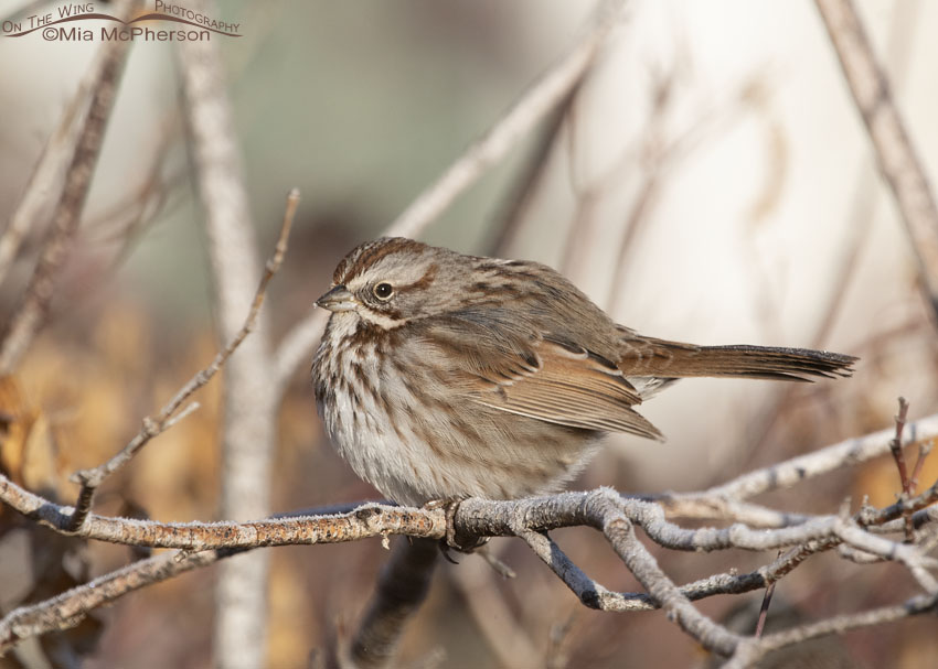 Puffy Song Sparrow on a frosted branch, Davis County, Utah