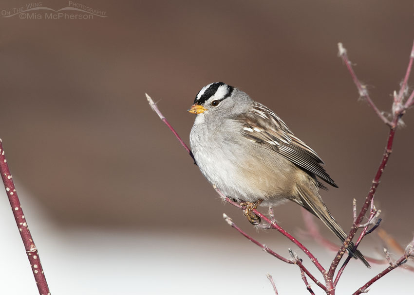 White-crowned Sparrow perched in a red branched bush, Farmington Bay WMA, Davis County, Utah