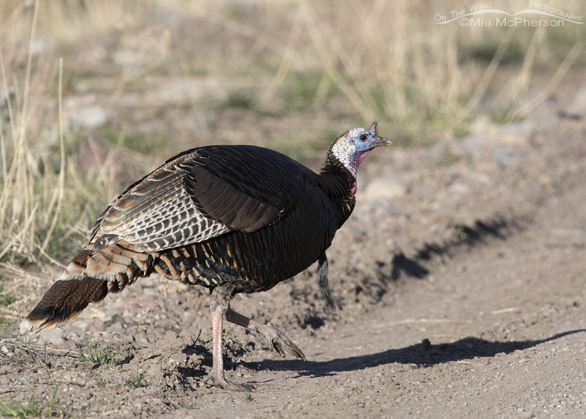 Tom Wild Turkey crossing a gravel road in the mountains of the West Desert, Stansbury Mountains, West Desert, Tooele County, Utah