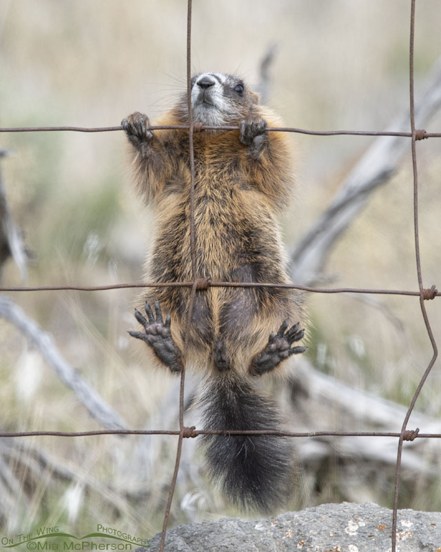 Fence climbing Yellow-bellied Marmot pup, Box Elder County, Utah