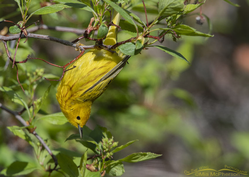 Male Yellow Warbler hanging upside down from a Hawthorn, Summit County, Utah