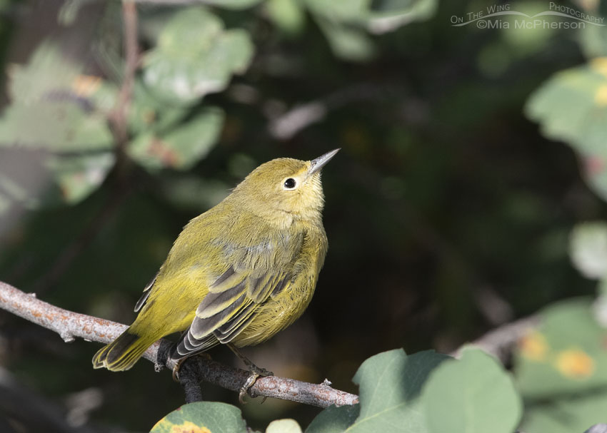 Yellow Warbler looking up into the sky, Wasatch Mountains, Morgan County, Utah