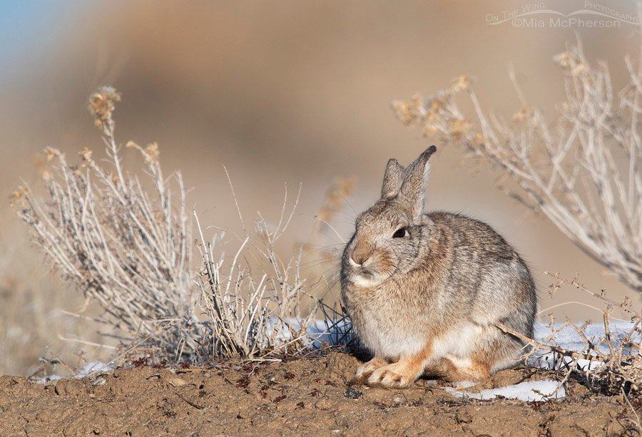 January Mountain Cottontail, Antelope Island State Park, Davis County, Utah