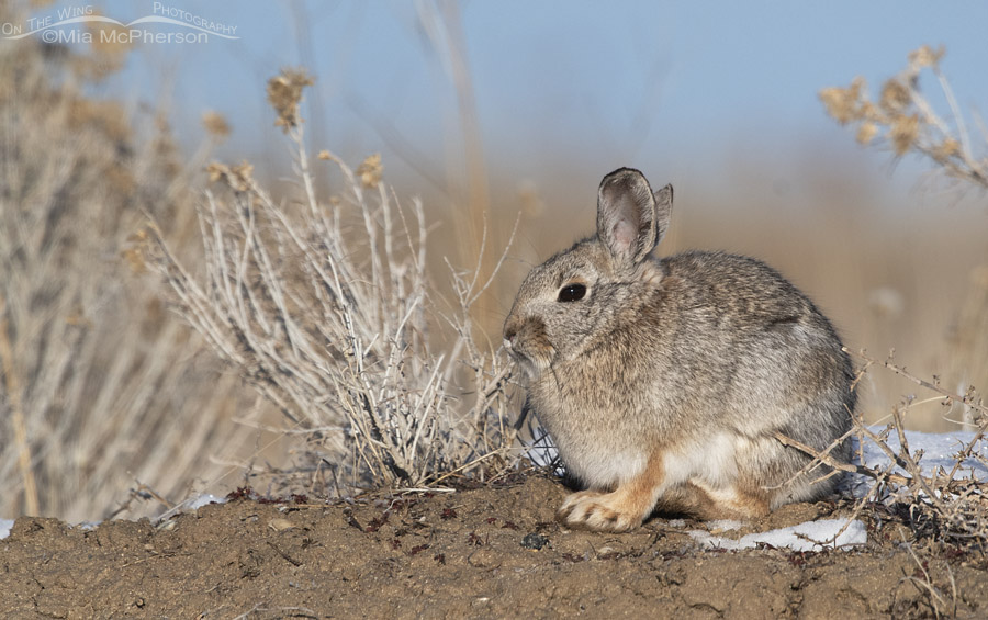 Mountain Cottontail on a snow-topped hill, Antelope Island State Park, Davis County, Utah