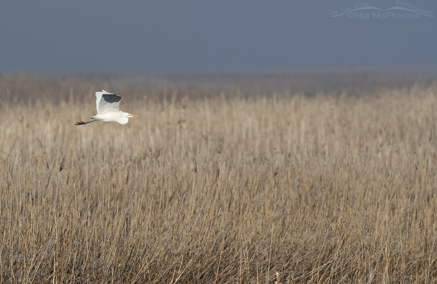 Great Egret in flight over the marsh at Farmington Bay, Farmington Bay WMA, Davis County, Utah