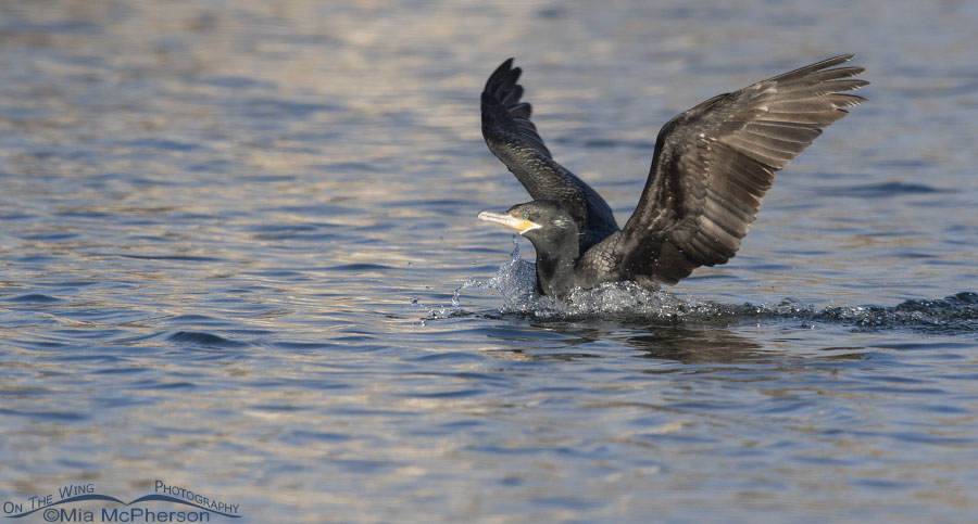 January sighting of a Neotropic Cormorant, Salt Lake County, Utah
