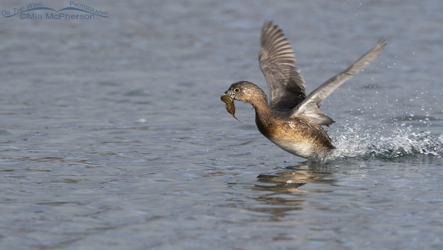 Pied-billed Grebe with Crayfish running across the water, Salt Lake County, Utah