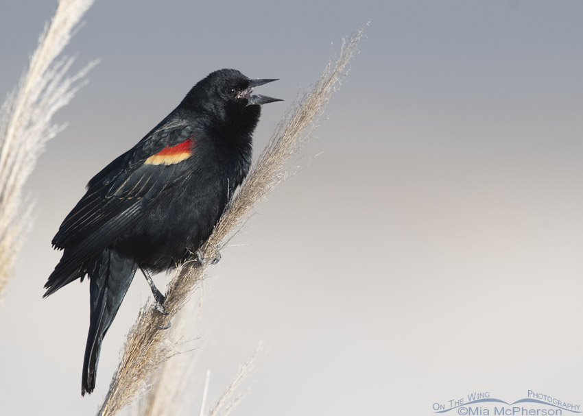 Male Red-winged Blackbird singing in January, Farmington Bay WMA, Davis County, Utah