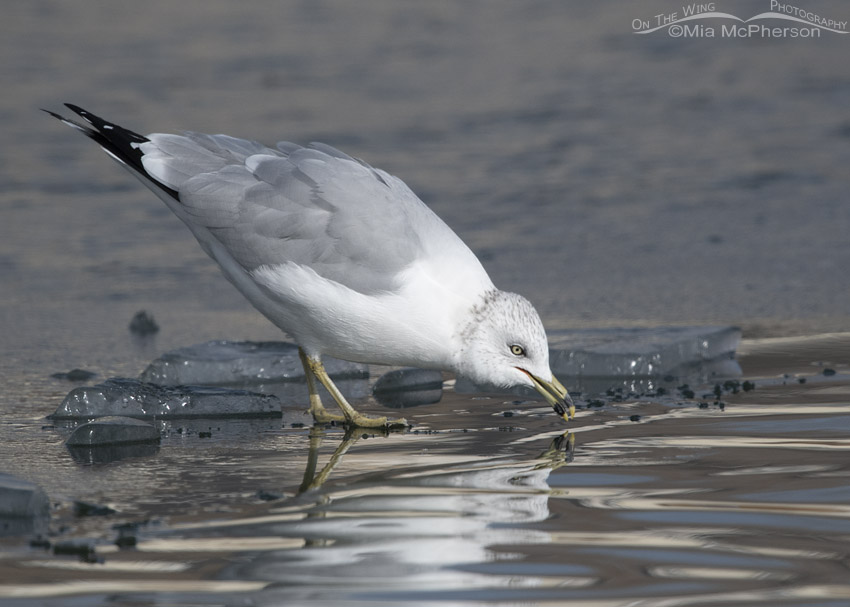 Ring-billed Gull standing on an ice next to open water, Salt Lake County, Utah