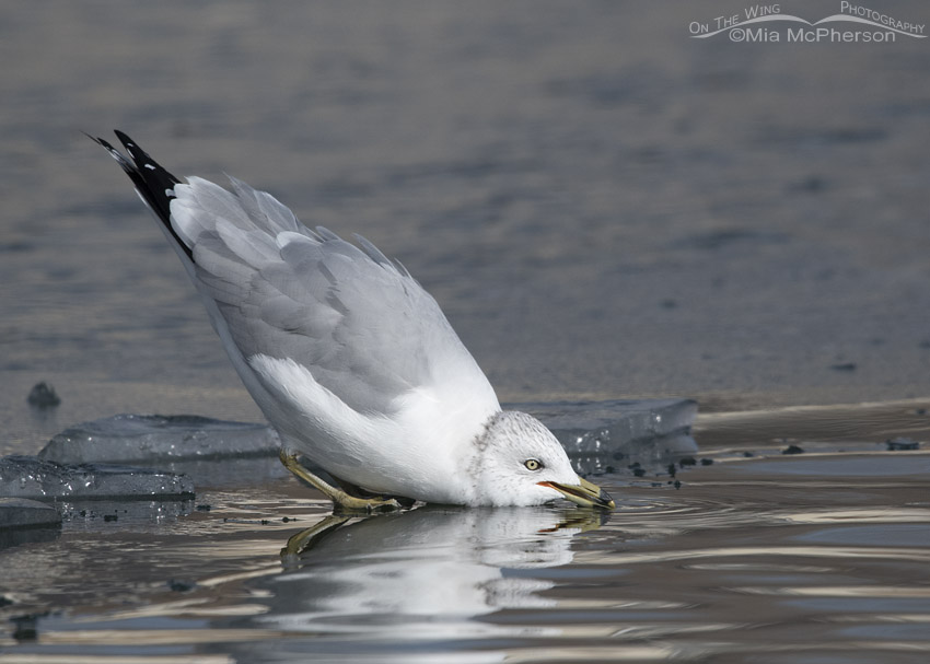 Ring-billed Gull drinking from an icy pond, Salt Lake County, Utah