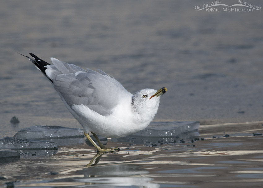 Ring-billed Gull swallowing after taking a drink of water, Salt Lake County, Utah