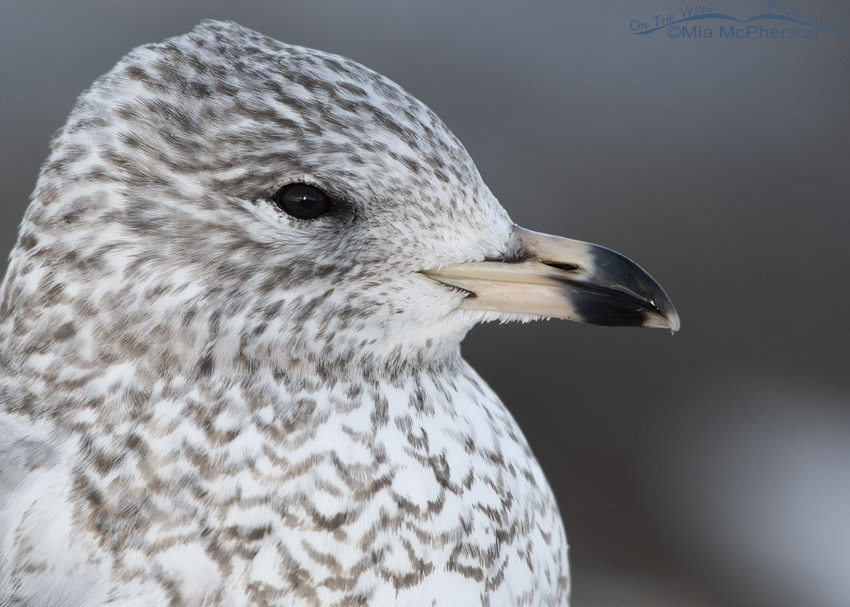 First winter Ring-billed Gull close up, Salt Lake County, Utah