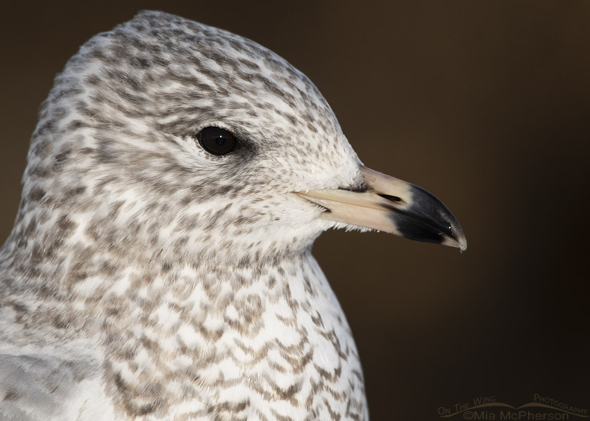 Portrait of a first winter Ring-billed Gull, Salt Lake County, Utah