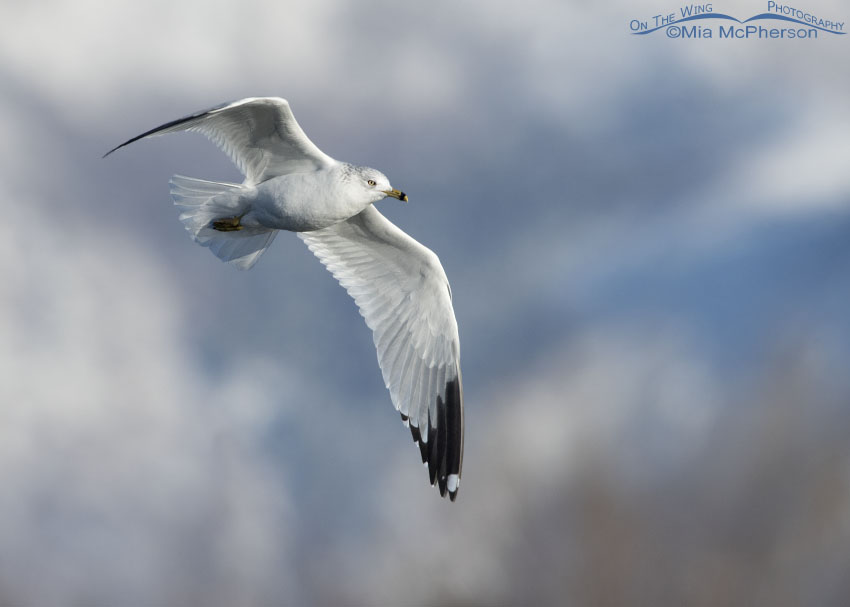 Ring-billed Gull flight on New Year's Day, Salt Lake County, Utah