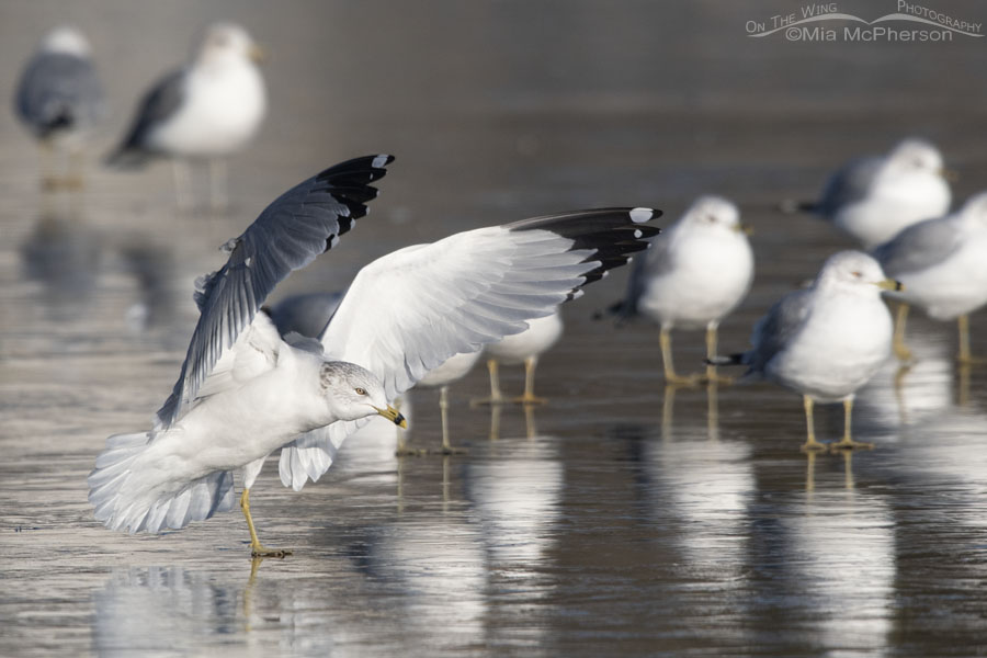 One legged Ring-billed Gull landing on ice, Salt Lake County, Utah