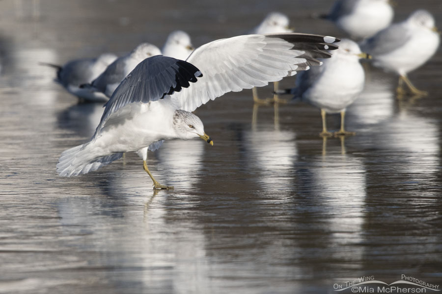 One legged Ring-billed Gull sliding on ice after landing, Salt Lake County, Utah