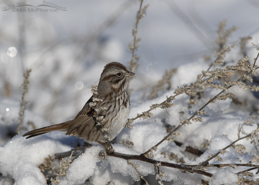Adult Song Sparrow foraging in the snow, Farmington Bay WMA, Davis County, Utah