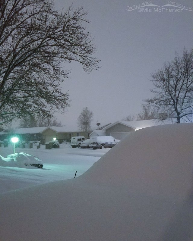 Snow! - February 6, 2019 