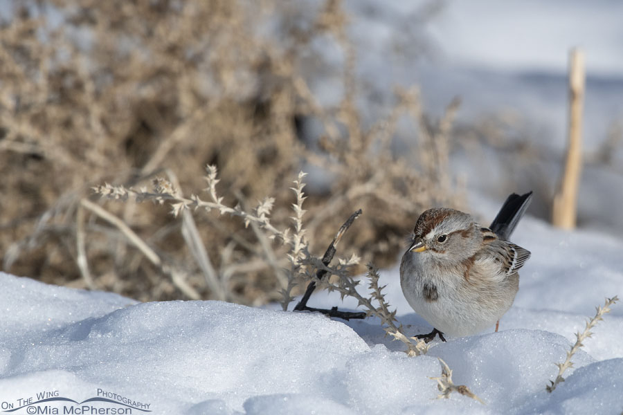 American Tree Sparrow walking in fluffy snow, Antelope Island State Park, Davis County, Utah