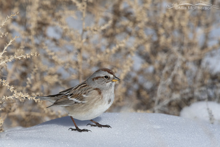 American Tree Sparrow on top of fresh snow, Antelope Island State Park, Davis County, Utah