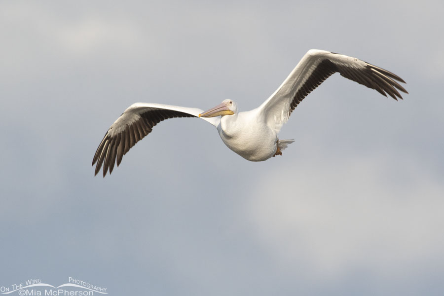 February American White Pelican in flight, Farmington Bay WMA, Davis County, Utah