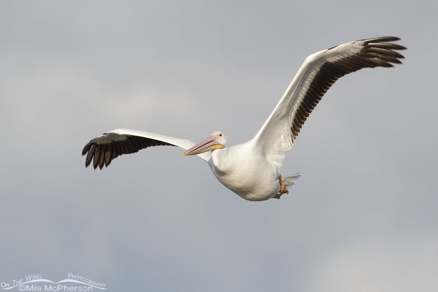 American White Pelican in flight in a winter sky, Farmington Bay WMA, Davis County, Utah