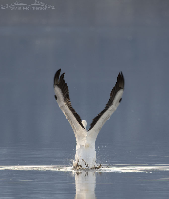 Rear view of an American White Pelican taking off, Farmington Bay WMA, Davis County, Utah