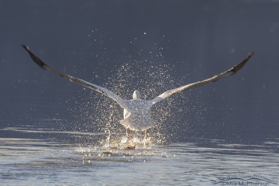 American White Pelican splashing while taking off, Farmington Bay WMA, Davis County, Utah