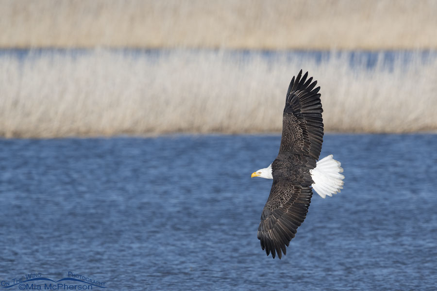 Adult Bald Eagle banking over a marsh, Farmington Bay WMA, Davis County, Utah